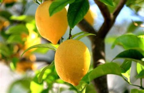 檸檬樹上檸檬果 檸檬樹下你和我 喜黛玉盆栽